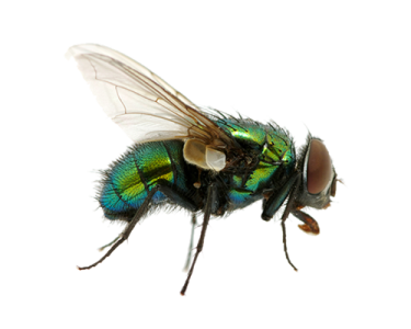 Housefly Insect PNG