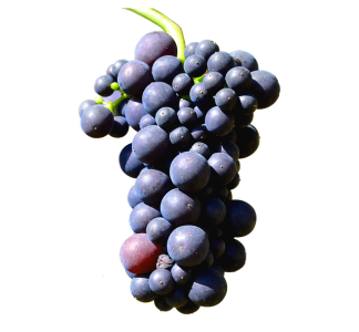 Fresh Grapes PNG