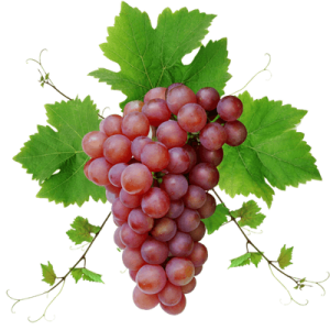 Fresh Grapes PNG