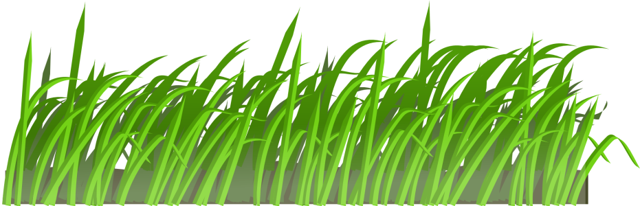 Green Grass PNG