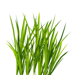 Green Grass PNG