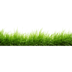 Green Grass PNG