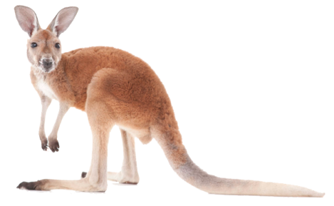 Transparent Animal Image