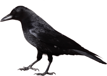 Black Crow Standing Free PNG