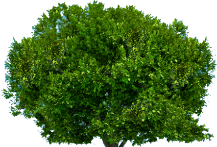 Green Deciduous Tree Free PNG