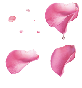 Realistic Pink Rose Petals With Water Drop Free PNG
