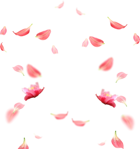 Pink Lily Petals Falling In The Air PNG Image