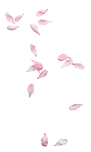 Pale Pink Sakura Petals Falling Free Clipart