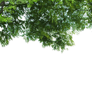 Green Tree Branches Corner Decoration Transparent Background