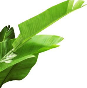 Tropical Banana Leaves Green Plant PNG Image