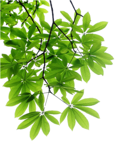 Green Chestnut Leaves Branch Isolated Free PNG