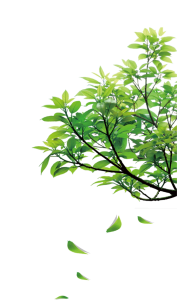 Aesthetic Painted Monstera Leaves Illustration Free PNG