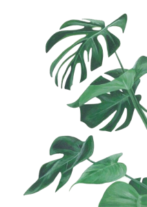 Tropical Monstera Leaves Corner Free PNG