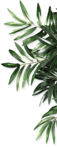 Green Palm Leaves Border Transparent Background