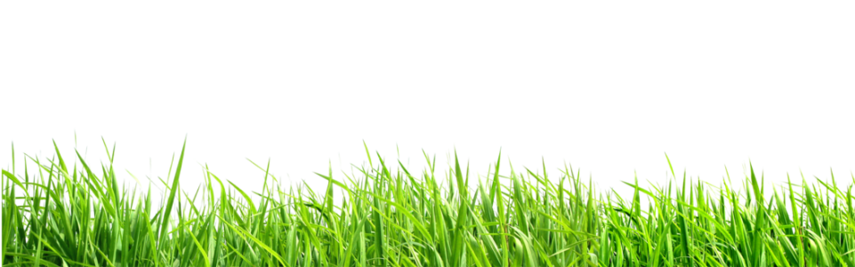 Tall Field Grass Border PNG Image