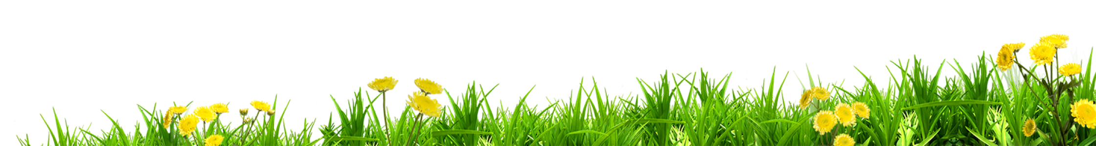 Lush Vector Grass Border Free PNG