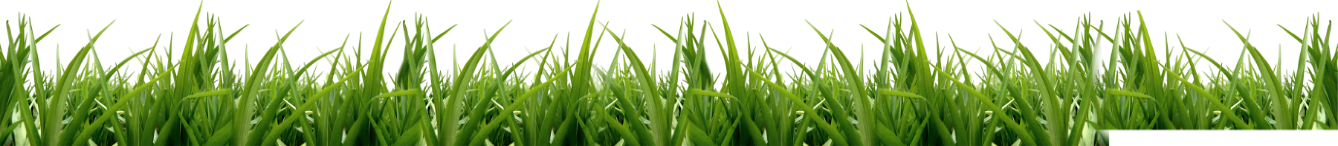 Dense Green Grass Border PNG Image