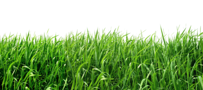 Field Grass with Small White Flowers Free PNG
