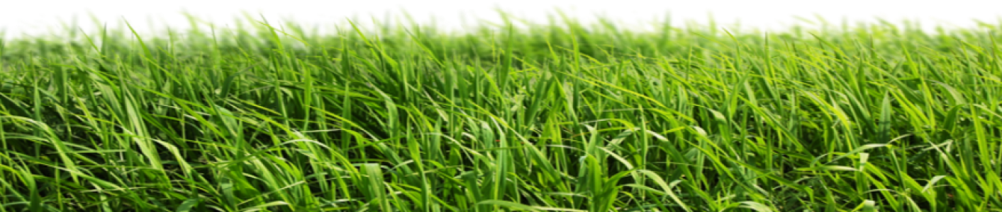 Lush Summer Grass Field Perspective PNG