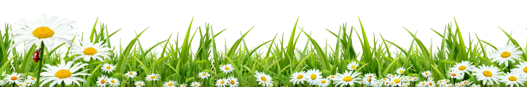 Grass with Daisies and Ladybug Free Download