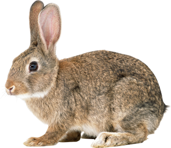 Cute Brown Rabbit Profile View PNG Image