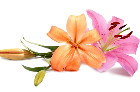 Beautiful Orange and Pink Lilies Free PNG Clipart