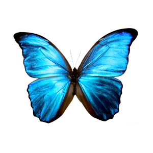 Beautiful Blue Morpho Butterfly Front View Free Download