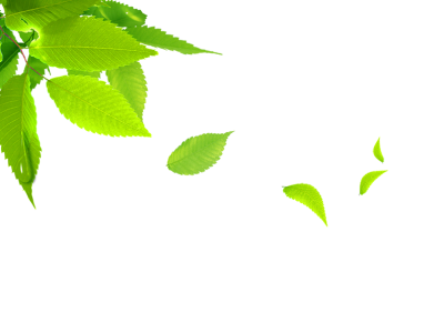 Green Spring Floating Leaves PNG Image