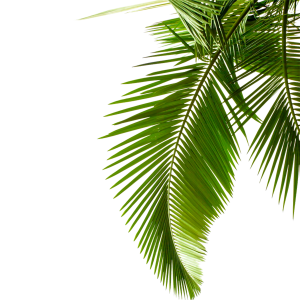 Tropical Green Palm Leaf Free PNG