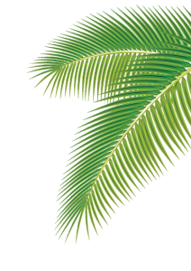 Green Palm Frond Branch PNG Image