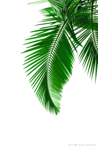 Dense Green Palm Branch Clipart