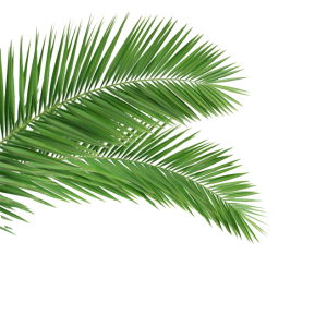 Tropical Palm Foliage Free PNG