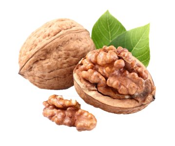 Whole Walnut with Green Leaves