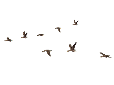Flying Birds Flock Free PNG