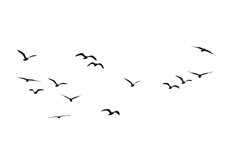 Real Flying Birds Overlay PNG Image