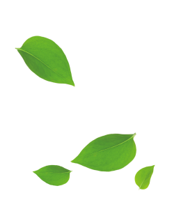 Falling Green Leaves Floating Transparent Background