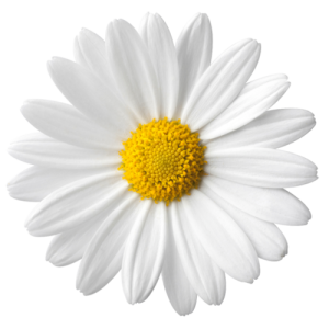 Flower PNG – Beautiful & Colorful Transparent Images Download