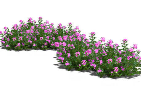 Flower PNG – Beautiful & Colorful Transparent Images Download