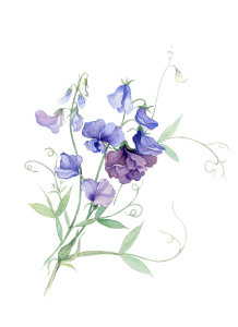 Flower PNG – Beautiful & Colorful Transparent Images Download