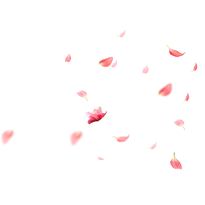 Falling Pink Flower Petals Free PNG