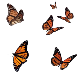 Flying Monarch Butterflies Free Download