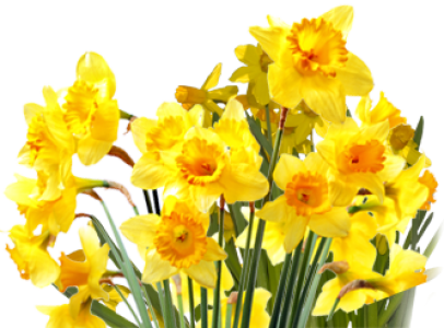 Yellow Daffodil Flowers Bouquet Free Download