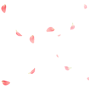 Pink Rose Petals Falling PNG Image