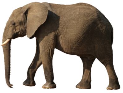 African Elephant Walking Free PNG