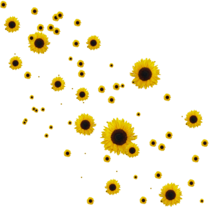 Floating Yellow Sunflowers Design Element PNG Image