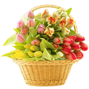 Wicker Basket Full of Fresh Tulips Transparent Background