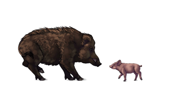 Wild Boar Mother and Piglet Animal Illustration Free PNG