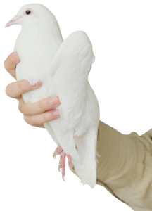 Hand Holding White Dove Peace Bird Free PNG