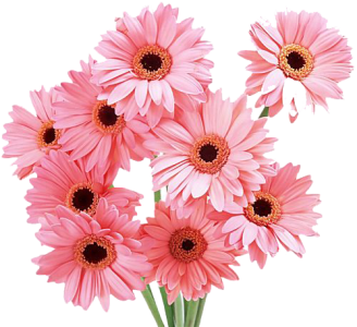 Pink Gerbera Daisy Flowers Bouquet Free PNG