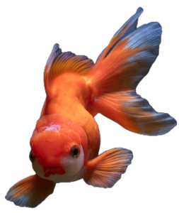 Orange Oranda Goldfish Swimming Free PNG